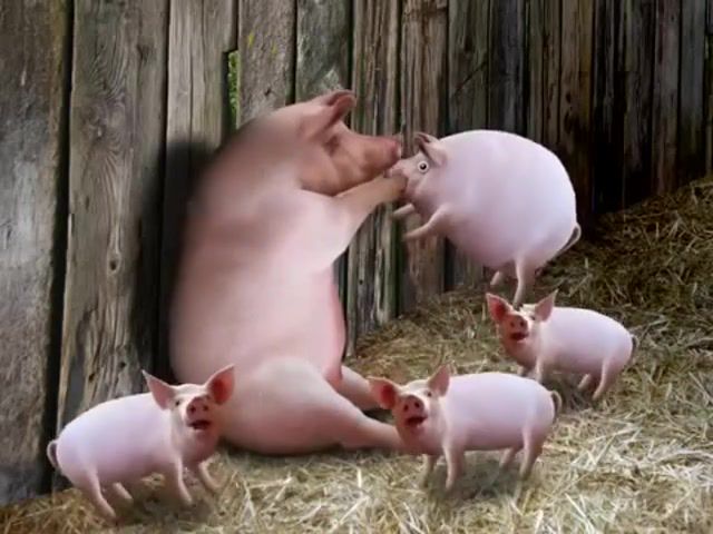 Cyriak piggy, piggy, cyriak, animal, animals funny, pig, pigs, animals, animals pets.