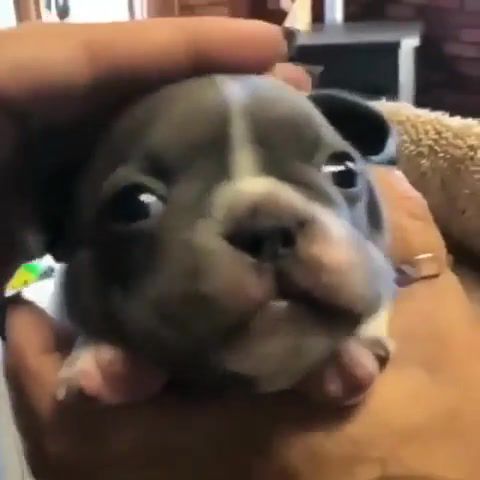 Dog - Video & GIFs | dog,baby,puppy,cute,mimimi,nyashka