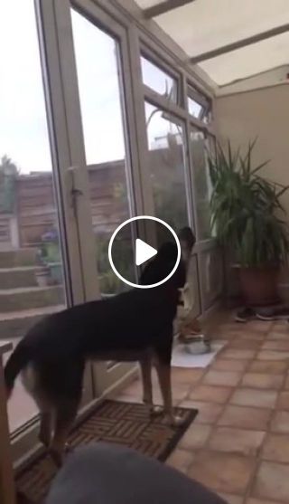 Dog singing with perfect vibrato