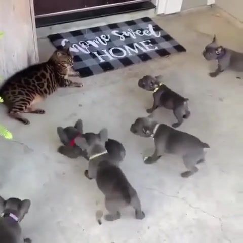 Get out of here cat - Video & GIFs | dog,dogs,doggos,doggy,doggies,cat,kitty,idc,bark,barking,sweet,hilarious,cute,small,funny,meme,vine,bulldogs,war,go away,animals pets