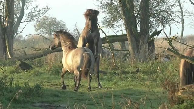 Impressive and Powerful Wild Fighting Horses - Video & GIFs | cool,amazing,the new wilderness,netherlands,oostvaardersplen,konik,nature,awesome,powerful,impressive,viral,slowmotion,horses,fighting horses,animals pets