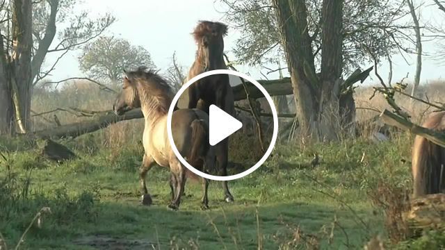 Impressive and powerful wild fighting horses, cool, amazing, the new wilderness, netherlands, oostvaardersplen, konik, nature, awesome, powerful, impressive, viral, slowmotion, horses, fighting horses, animals pets. #0