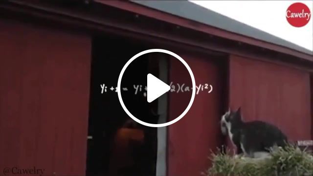 Jump calculation, cat, cats, jump, fail, funny, animals pets. #0