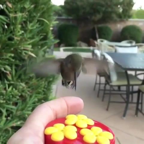 Life - Video & GIFs | life,earth,wild,love,birds,eating,omg,wow,wtf,animals pets
