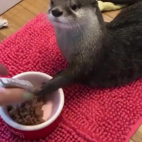 Otter eating, kevin mcleod, otter, animals pets.