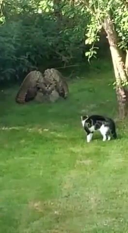 Owl intimidates cat with impressive display, animals pets.