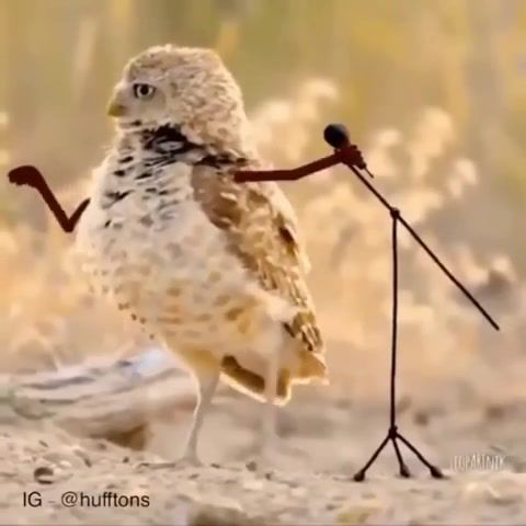 Owls Are Not What They Seem, Owls, Owl, Funny, Birds, Nature, Wildlife, Animation, Lol, Super, Rofl, Hands, Owls Are Not What They Seem, Animals Pets
