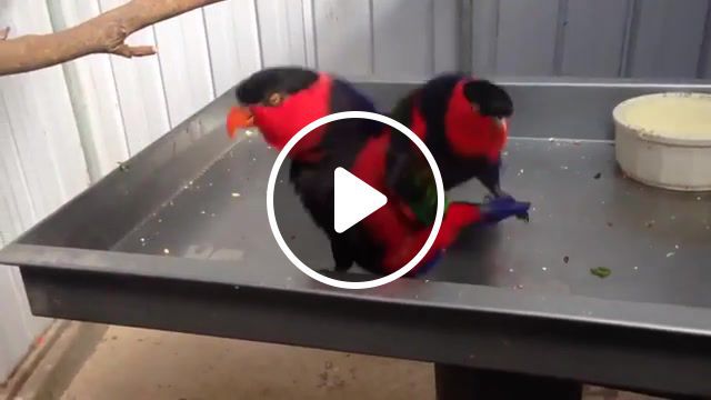 Rave birbs, jump, bird, funnyanimals, lol, funny, rave, birb, animals pets. #0