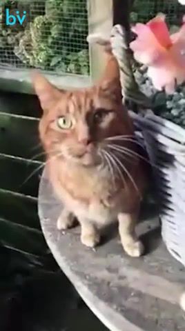 Sadness - Video & GIFs | for the damaged coda meme,cats,breaking love,animals pets