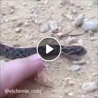 Snake scream funny animals