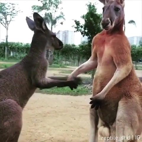 Sorry, kangaroo, sorry, animals pets.