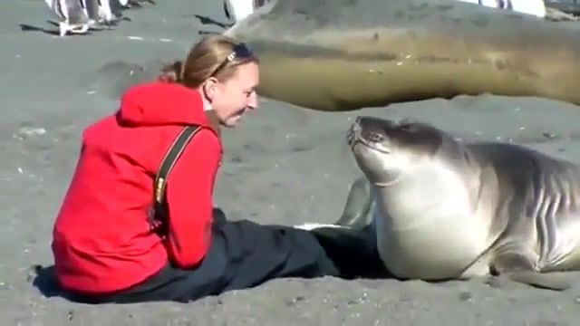 The girl and the seal, cute, very, seal, sea, and, girl, animals pets.