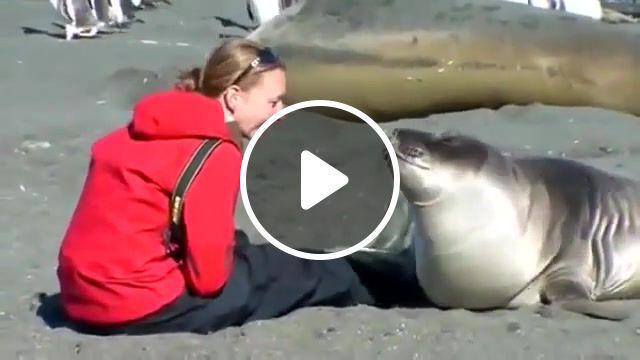 The girl and the seal, cute, very, seal, sea, and, girl, animals pets. #0