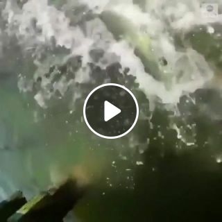 This mive tarpon bit the hand that fed it and then some at a tourist a