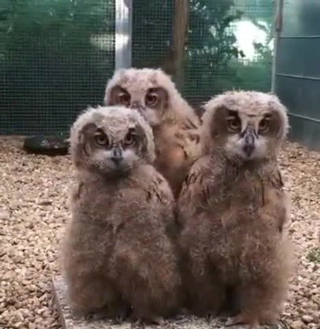 Three Musketeers. Taking It Easy. Chilling. Animal. Animals. Triad. Three Musketeers. Cypress Hill. Owls. Nature Is Amazing. Animals Pets.
