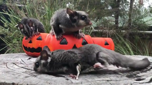 Trick or treat, Animals Pets