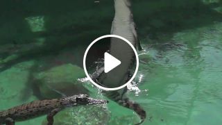 Who needs wings Jumping Crocodile in Slow Motion