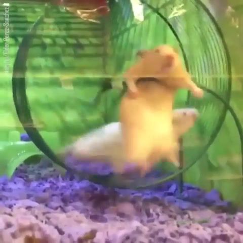 Why are you running, hamster, funny, animals, hamster, meme, running, test, dank, eng, for, you, d, animals pets.