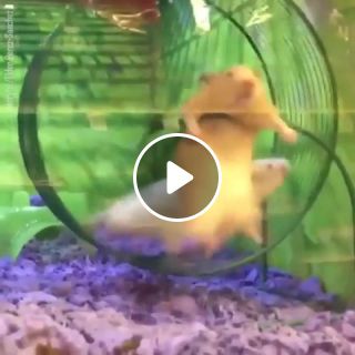 Why are you running, hamster