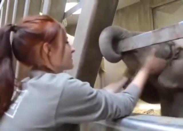 Baby elephant getting rubs - Video & GIFs | baby animal,elephant,animals pets