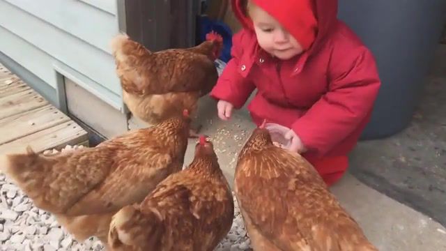 Baby Feeds Chickens, Wasted Edit, Wasted, Animals Pets