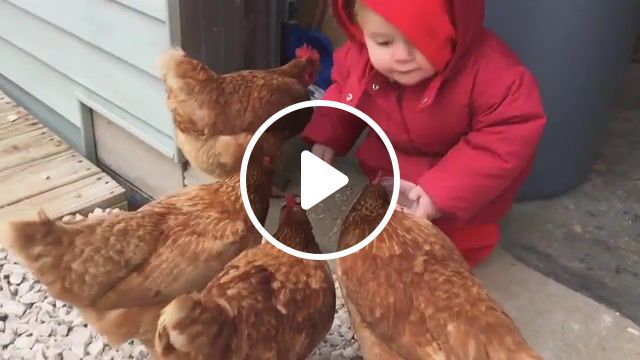 Baby feeds chickens, wasted edit, wasted, animals pets. #0