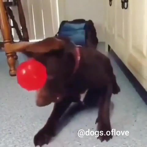 Ball is life dogs. of love, animals pets.