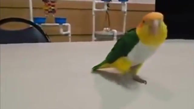 Birb walking - Video & GIFs | birb,walk,parrot,bird,animal,birdie,walks,meme parrots,animals pets