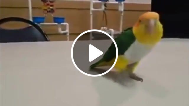 Birb walking, birb, walk, parrot, bird, animal, birdie, walks, meme parrots, animals pets. #0