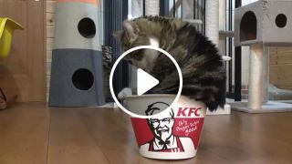 Bucket cat