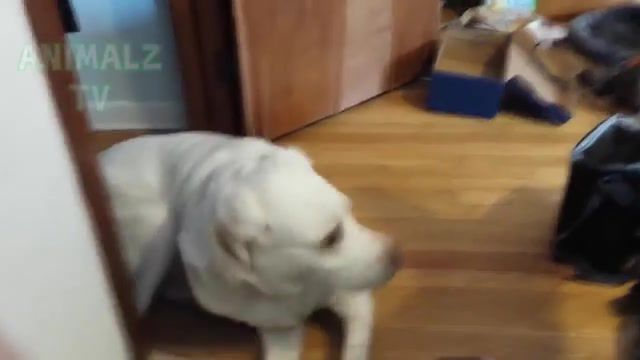 Cats are ninjas - Video & GIFs | cute animals,funny dogs,funny cats,funny pets,animalz tv,animalztv,awesome,dogs,cats,ninja cats,cats vs dogs,cat winner,cats playing with dogs,cat attacks dog,funny cats compilation,rza,ghost dog ost,animals pets