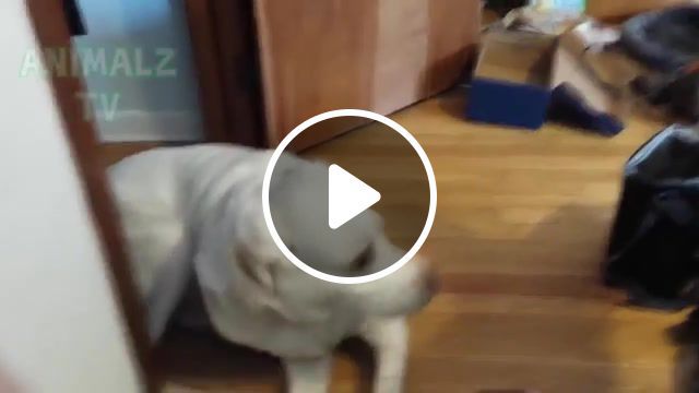 Cats are ninjas, cute animals, funny dogs, funny cats, funny pets, animalz tv, animalztv, awesome, dogs, cats, ninja cats, cats vs dogs, cat winner, cats playing with dogs, cat attacks dog, funny cats compilation, rza, ghost dog ost, animals pets. #0