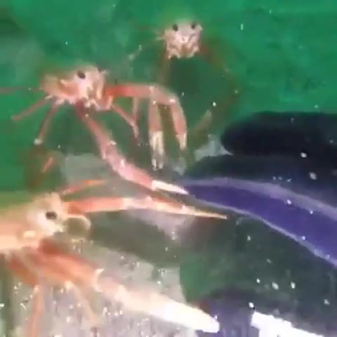Crab, Crab, Crabs, Funny, Funny Animals, Silly Animals, Animal Fail, Animal Fails, Lol, Wtf, Funny Animal, Funny Animal Fails, Surreal, Surrealism, Diving, Ocean, Animals, Animal, Silly, Silly Animal, Hand, Animals Pets