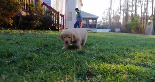 I Follow You - Video & GIFs | ollie,golden retriever,retriever,golden,puppy,week,baby,puppies,playing,cute,cuddly,soft,tiny,love,lab,labrador,animals pets