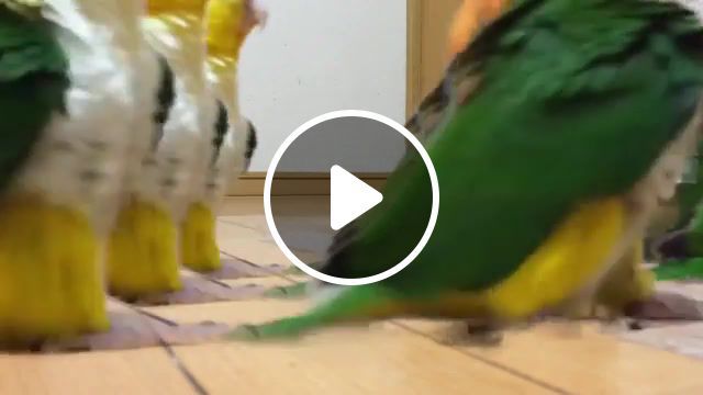 Marching parrots, marching parrot, another brick in the wall pt 2, the wall, pink floyd, montage, funny, army, parrot, parrots, animals pets. #0