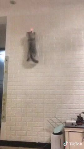 Mission impossible, mission impossible, cat, wall, laser, mission, animals pets.
