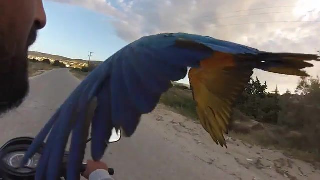 My Frequent Flyer, Golden Blue, Ara, Flying Parrot, Frequent Flyer Program, Extreme, Waterskizone, Paros, Fly, Macaw, Parrot, Animals Pets