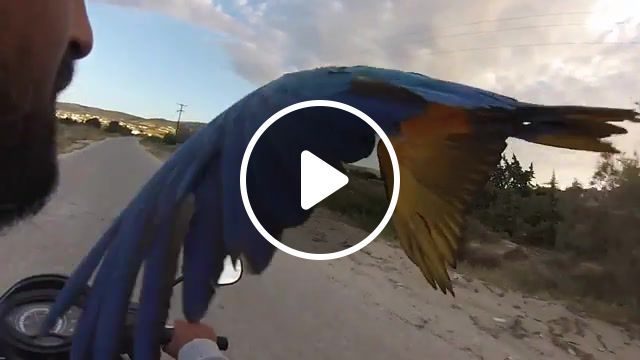 My frequent flyer, golden blue, ara, flying parrot, frequent flyer program, extreme, waterskizone, paros, fly, macaw, parrot, animals pets. #0