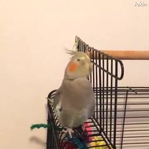PARROT MIX, Parrot, Funny, Music, Animals Pets