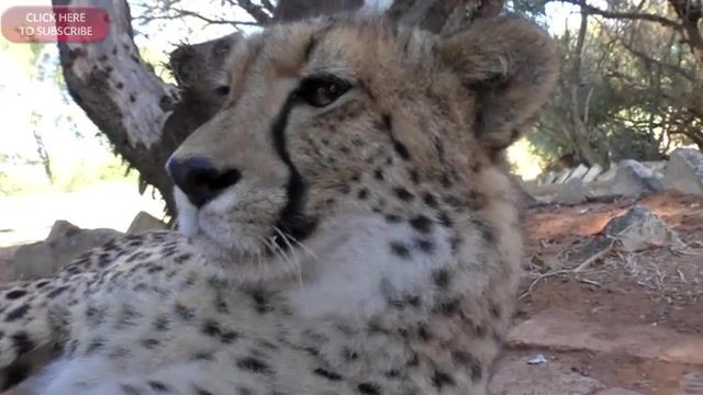 Purr, Cheetah, Cat, Nip, Funny, Cute, Kitten, Purr, Fight, Meerkat, Puppy, Viral, Vevo, Top, Book, Lion, Friend, Bite, Groom, Lick, Nat Geo, Trailer, Safari, Africa, Hunt, Big 5, Big Cat, Animal Planet, Animal, Wildife, Toy, Exotic, Pet, Escape, Baby, Crafts, How To, Rescue, Cub, Challenge, Nature, Life, Olympics, Fur, Food, Blood, Kitty, Animals Pets