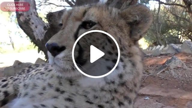 Purr, cheetah, cat, nip, funny, cute, kitten, purr, fight, meerkat, puppy, viral, vevo, top, book, lion, friend, bite, groom, lick, nat geo, trailer, safari, africa, hunt, big 5, big cat, animal planet, animal, wildife, toy, exotic, pet, escape, baby, crafts, how to, rescue, cub, challenge, nature, life, olympics, fur, food, blood, kitty, animals pets. #0