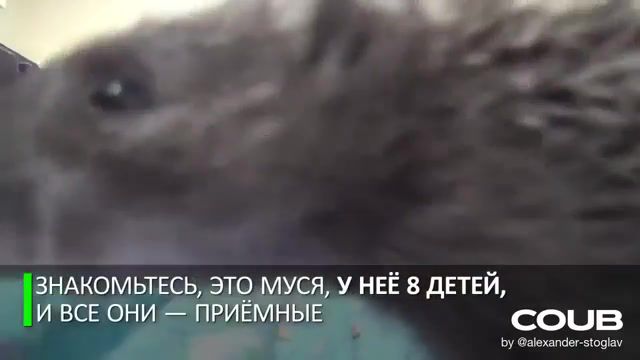 RUSSIAN CAT ALL LOVE, Animals, Animals Pets
