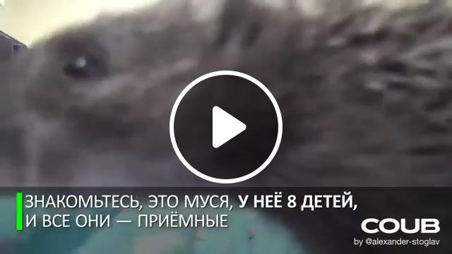 Russian cat all love, animals, animals pets. #0
