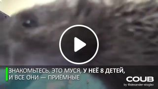 Russian cat all love