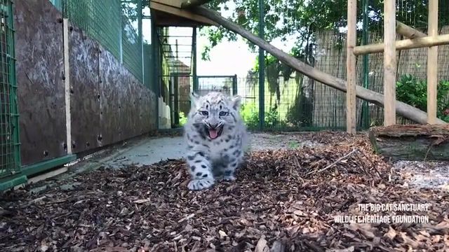 Snow leopard, snow leopards, cute animals, the big cat sanctuary, kent, england, anaimals, climate change, animals affected by climate change, habitat loss, farming pressures, wildlife, breeding programme, bbc, endangered snow leopard, cute alert, beautiful animals, smile, animals pets.