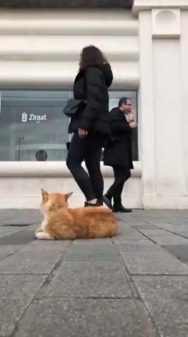 Street cat in istanbul, cat, cats, flame, animals pets.