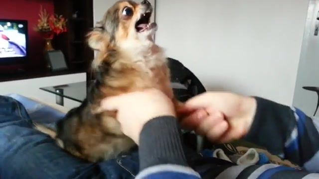 The angriest dog in the world - Video & GIFs | dog,funny,animals,fails,angry,moments,daily funny moments,animals pets