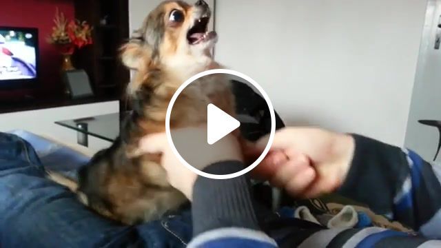 The angriest dog in the world, dog, funny, animals, fails, angry, moments, daily funny moments, animals pets. #0