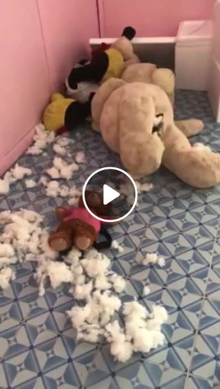 The dog is tearing the bear