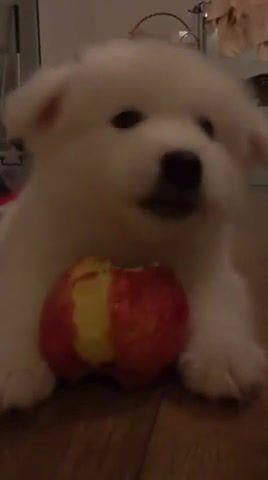 The dog loves apples, dog, apple, animals pets.
